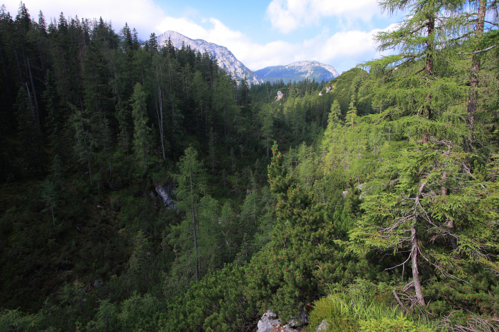 Quellenschutzwald © Forst- und Landwirtschaftsbetrieb